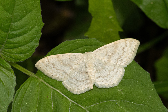 Scopula floslactata-9420