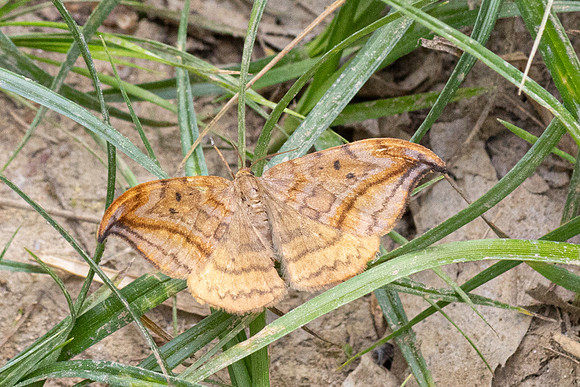 Drepana curvatula-9160 - Lesigny - 29/04/26