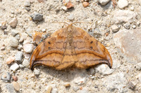 Drepana curvatula-9181 - Lesigny - 29/04/26