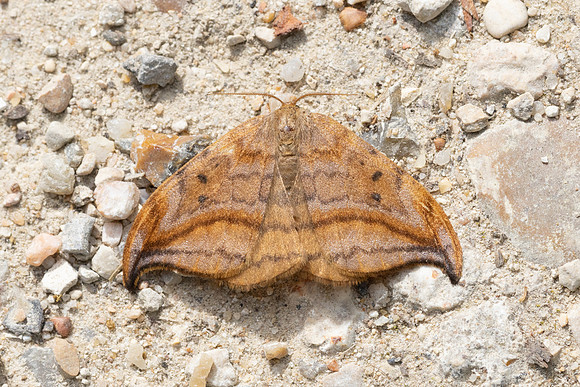 Drepana curvatula-9181 - Lesigny - 29/04/26