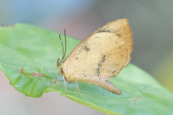 Miletus ancon-5430 - Doi-Inthanon - 24/03/24