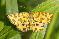 Pseudopanthera macularia-8715 - Lesigny - 27/04/26