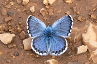 Pseudophilotes baton-0854 - Artigues - 7/05/26