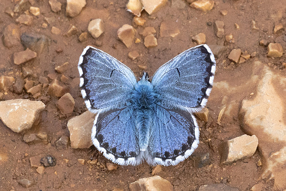 Pseudophilotes baton-0854 - Artigues - 7/05/26