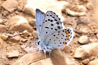 Pseudophilotes baton-0877 - Artigues - 7/05/26