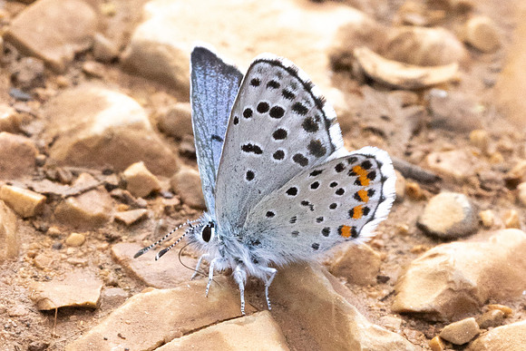 Pseudophilotes baton-0877 - Artigues - 7/05/26