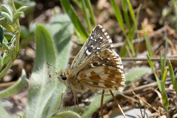 Pyrgus armoricanus-0161 - Le Beausset - 6/05/26