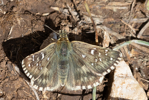 Pyrgus armoricanus-0153 - Le Beausset - 6/05/26