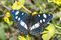 Limenitis reducta-0403 - Le Beausset - 6/05/26
