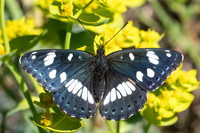 Limenitis reducta-0396- Le Beausset - 6/05/26
