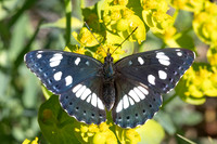 Limenitis reducta-0386- Le Beausset - 6/05/26