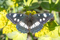 Limenitis reducta-0430- Le Beausset - 6/05/26