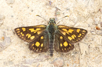 Carterocephalus palaemon-8974 - Lesigny - 29/04/26
