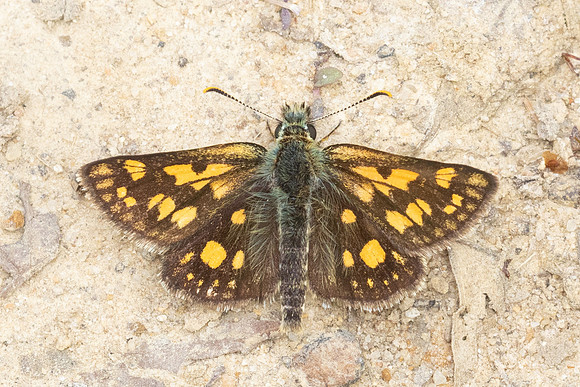 Carterocephalus palaemon-8974 - Lesigny - 29/04/26