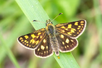 Carterocephalus palaemon-8938- Lesigny - 29/04/26