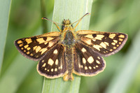 Carterocephalus palaemon-8922- Lesigny - 29/04/26