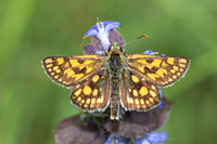 Carterocephalus palaemon-9193- Lesigny - 29/04/26