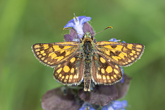 Carterocephalus palaemon-9193- Lesigny - 29/04/26