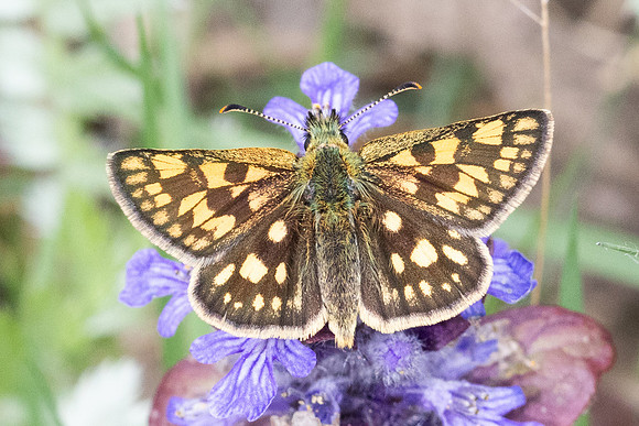 Carterocephalus palaemon-8991- Lesigny - 29/04/26