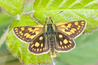 Carterocephalus palaemon-9146- Lesigny - 29/04/26