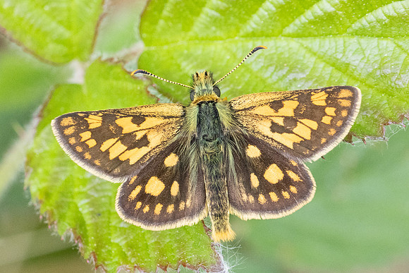 Carterocephalus palaemon-9146- Lesigny - 29/04/26