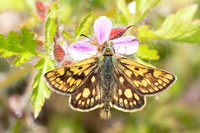 Carterocephalus palaemon-9244- Lesigny - 29/04/26