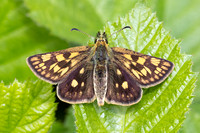 Carterocephalus palaemon-9223- Lesigny - 29/04/26