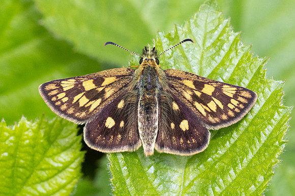 Carterocephalus palaemon-9223- Lesigny - 29/04/26