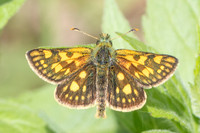 Carterocephalus palaemon-9351 - - Lesigny - 29/04/26