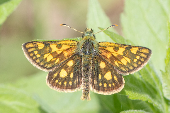 Carterocephalus palaemon-9351 - - Lesigny - 29/04/26