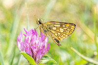 Carterocephalus palaemon-9326 - Lesigny - 29/04/26