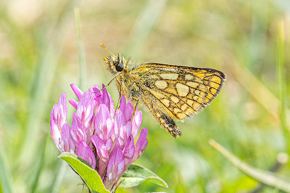 Carterocephalus palaemon-9326 - Lesigny - 29/04/26