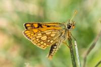Carterocephalus palaemon-9377- Lesigny - 29/04/26
