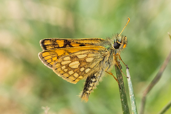 Carterocephalus palaemon-9377- Lesigny - 29/04/26