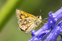 Carterocephalus palaemon-9402- Lesigny - 29/04/26