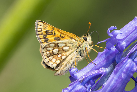 Carterocephalus palaemon-9402- Lesigny - 29/04/26