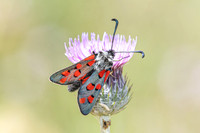 Zygaena rhadamanthus-0043- Le Beausset - 6/05/26