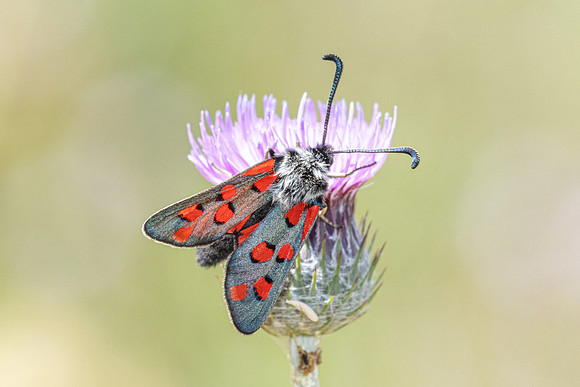 Zygaena rhadamanthus-0043- Le Beausset - 6/05/26