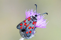 Zygaena rhadamanthus-0067- Le Beausset - 6/05/26