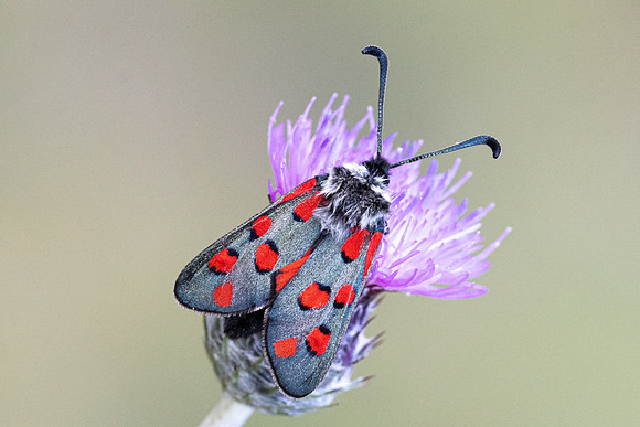 Zygaena rhadamanthus-0067- Le Beausset - 6/05/26