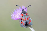 Zygaena rhadamanthus-0061- Le Beausset - 6/05/26