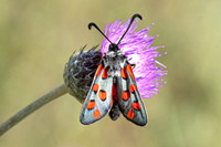 Zygaena rhadamanthus-0080- Le Beausset - 6/05/26