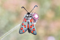 Zygaena rhadamanthus-0104- Le Beausset - 6/05/26