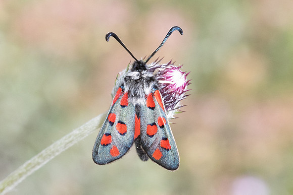 Zygaena rhadamanthus-0104- Le Beausset - 6/05/26