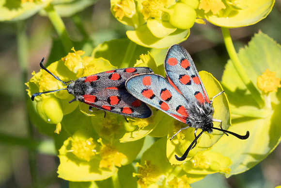 Zygaena rhadamanthus-0443- Le Beausset - 6/05/26