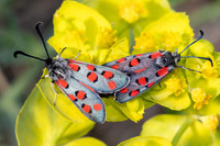 Zygaena rhadamanthus-0449- Le Beausset - 6/05/26