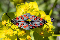 Zygaena rhadamanthus-0457- Le Beausset - 6/05/26