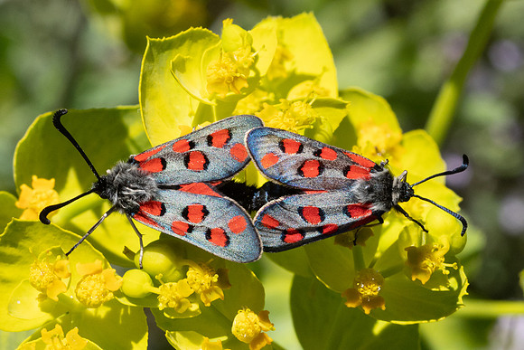 Zygaena rhadamanthus-0457- Le Beausset - 6/05/26