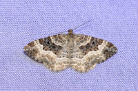 Epirrhoe alternata- 8261 - Castelnau de Guers - 18/04/26