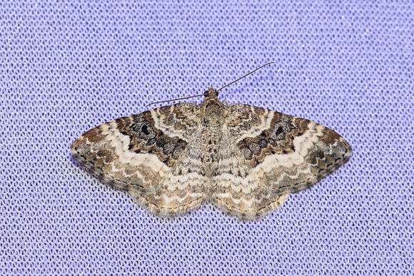 Epirrhoe alternata- 8261 - Castelnau de Guers - 18/04/26